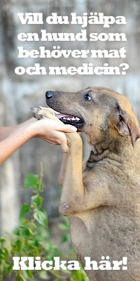 Dog Rescue Thailand