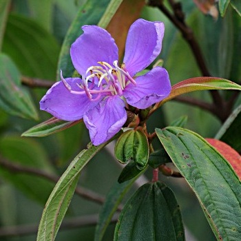 Koh Phangan flower