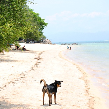 Dog on a Phangan beach