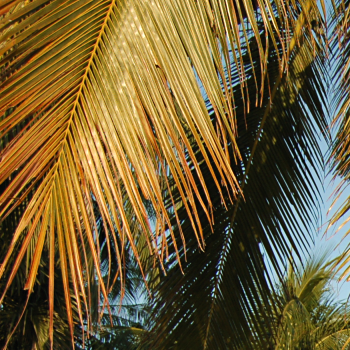 Palm tree leaves