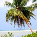 Koh Phangan coconut tree