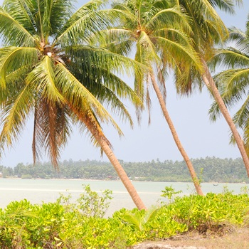 Palm tree in sunshine